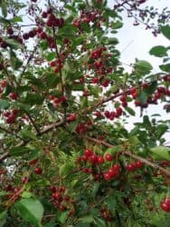 продаю дом в рабочем городке: Дача, 38 м², 2 комнаты, Собственник, Косметический ремонт — 6