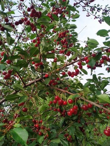 продаю дом ак ордо 1: Дача, 38 м², 2 комнаты, Собственник, Косметический ремонт — 9