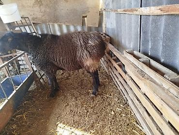 дакан чожо: Продаю | Баран (самец) | Арашан | Для разведения — 2