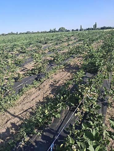 Ежевика Оптом