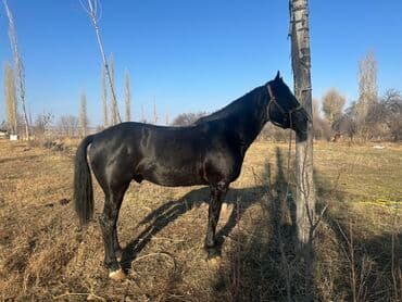 Иттер: Сатам | Байтал | Көбөйтүү үчүн — 5