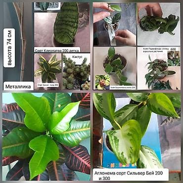 Кактусы: Продаю цветы — 1