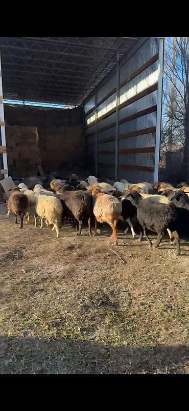 ищу баран: Продаю | Овца (самка) | Полукровка | Для разведения | Котные, Матка — 4