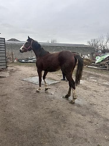 лошади для кок бору: Продаю | Кобыла (самка) | Арабская | Конный спорт — 2