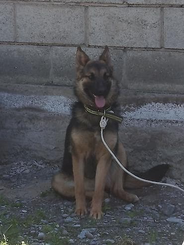 собаки овчарка: - Статная собака классического чепрачного окраса: тёмная спина, подпал — 1