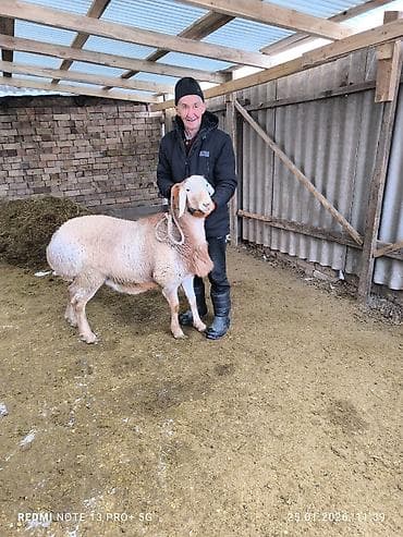 чоп тюк: Продаю | Баран (самец) | Арашан | Для разведения | Племенные — 2