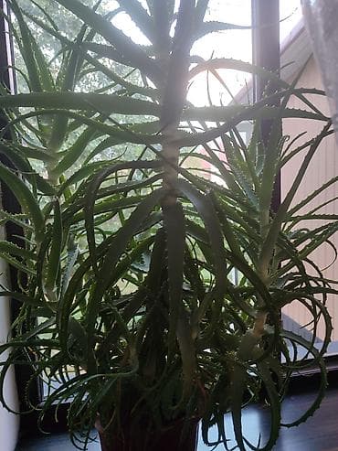 Комнатные растения: Алоэ (Aloe arborescens), взрослое комнатное растение в горшке — 4
