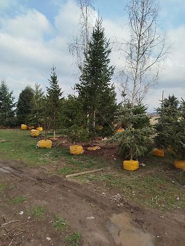 пересадка елки: Ели/хвойные деревья с комом земли для пересадки - Породы: ель (в т — 6
