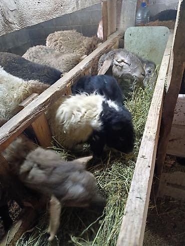 голубая вислоухая кошка: Продаю | Овца (самка) | Для разведения | Осеменитель — 2