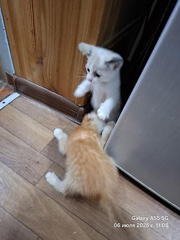 Мышыктар: Котята, отдам в добрые руки - Возраст на фото: примерно 2 месяца — 1