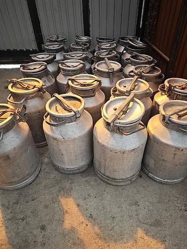 инкубацыоное яйцо: Канистра Самовывоз — 1