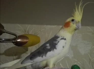 необычные животные: Попугаи кареллы хорошо разговаривают и приручаются к рукам — 2