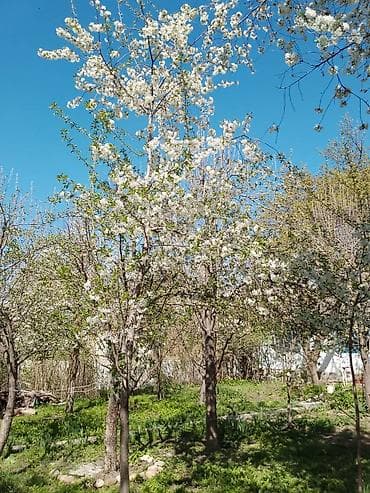 квартира аренда аламедин 1: Очень срочно Продаётся дом с участком в живописном месте у подножия — 8