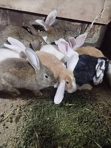 кролики крол кролиха кролик: Продаю | Крольчата | Для разведения | Племенные — 4