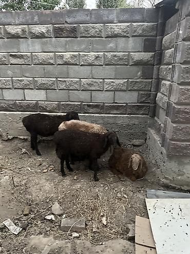 голуби животное: Продаю | Ягненок — 2