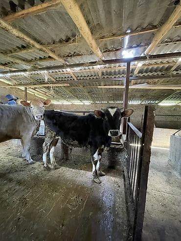 С/х животные и товары: Продаю | Бык (самец) | На откорм | Привязанные — 5