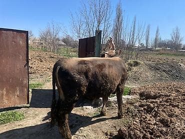 кролики бишкек: Продаю | Бык (самец) | На откорм | Племенные — 8