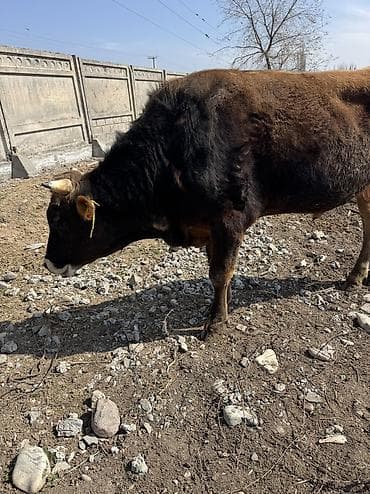 мини пу: Продаю | Бык (самец) — 2