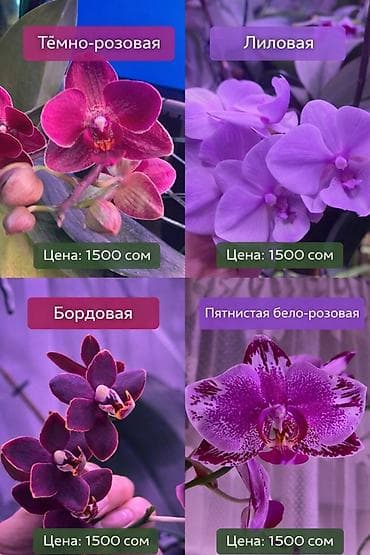 Орхидеи фаленопсис – комнатные цветы с длительным цветением и