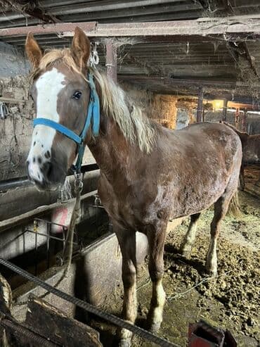 Продаю | Конь (самец), Жеребец | Полукровка | На забой, Конный спорт