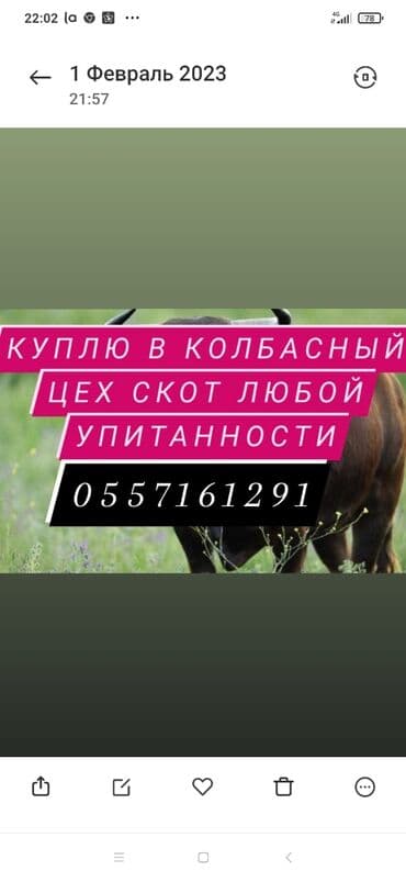 Иттер: Приём скота — 1