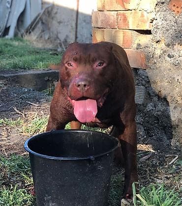 собака охота: Вязка: Питбуль, Самец, 2 года, С прививкой, С родословной — 4