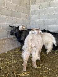 декоротивные куры: Продаю | Коза (самка) | Полукровка | Для разведения — 7