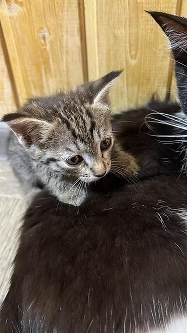 Котята домашние, от одной кошки. Возраст примерно 1–2 месяца, кушают at lalafo.kg Котята домашние, от одной кошки. Возраст примерно 1–2 месяца, кушают