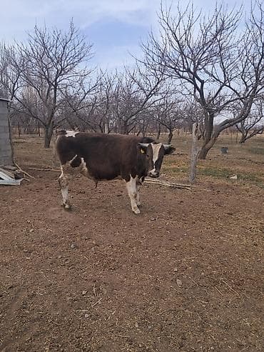 продам коров: Продаю | Бык (самец) | Осеменитель — 5