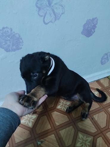 собаку в хорошие руки: Собака даром: 4 месяца, Самка — 3
