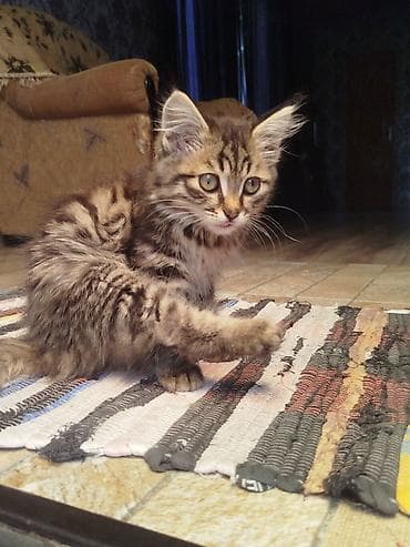 кошка: Отдам котеночка в добрые руки,девочка,3 месяца, приучена к лотку — 3