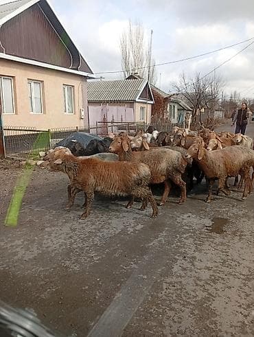 баран ягнята: Продаю | Овца (самка) | Для разведения | Матка — 4