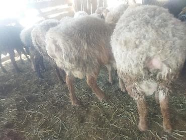 Үй жаныбарлары: Сатам | Ургаачы кой (ургаачы) | Көбөйтүү үчүн | Ургаачы — 4