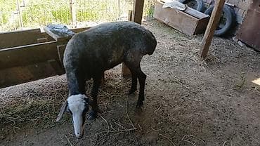 бараны меренос: Продаю | Баран (самец) | На забой — 3