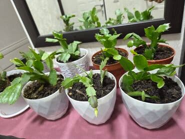 садовые украшения: Комнатные растения в кашпо 1) Фаленопсис (орхидея) — белые крупные — 12