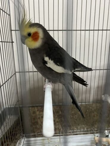 2 Кореллы (нимфы) в клетке. Самец и самка. Молодая пара. С Небольшой