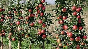 Другие фрукты: Яблоки — 5