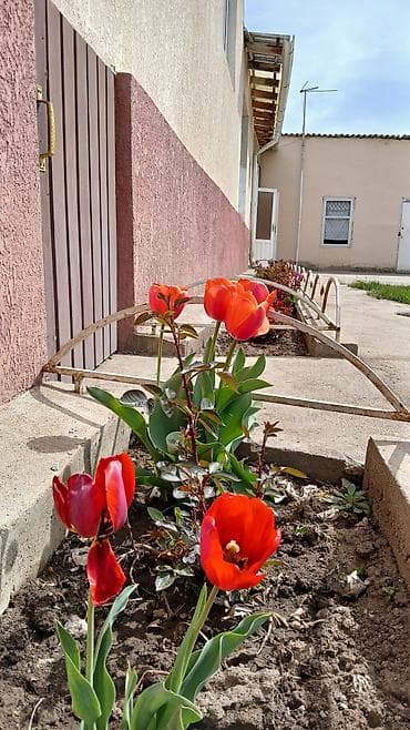 жер участок: Продаем большой дом в селе Курменты Тюпского района Иссык-Кульской — 1