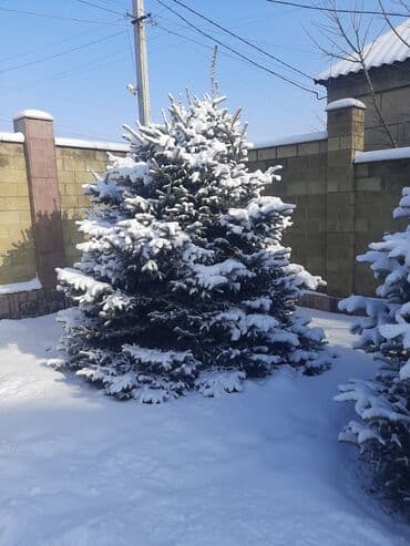 фикус али: Ёлки голубые 7штот 3мтр,до 5мтр — 3