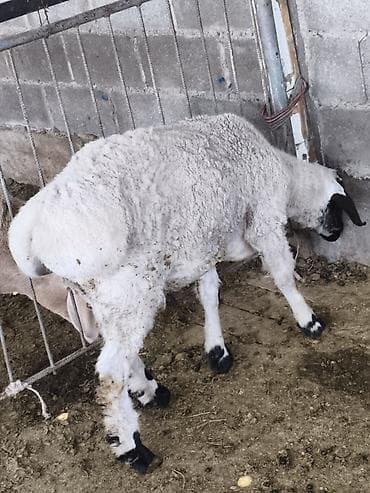 сетка для обуви: Продаю | Ягненок | На забой — 1