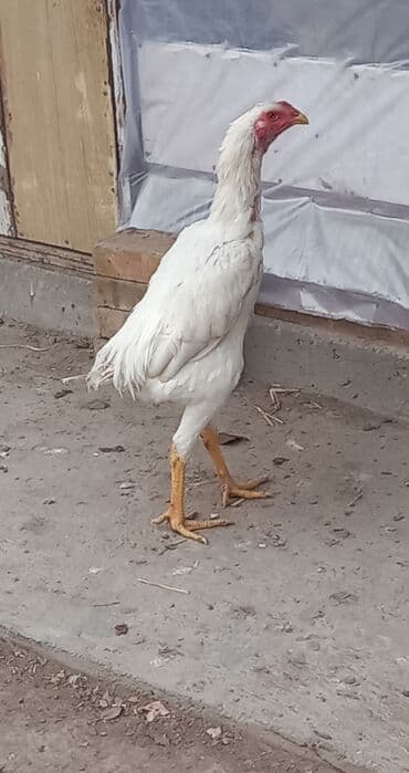 дойный апарат для коров: Продаю | Куры | Дакан | Для разведения — 8