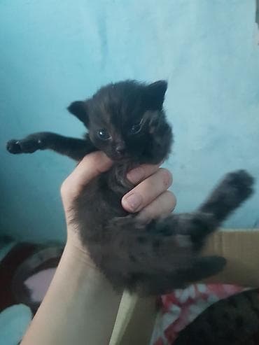кошка купить бишкек: Котята из одного помёта - Окрас разный: тигровые (табби) с белыми — 5