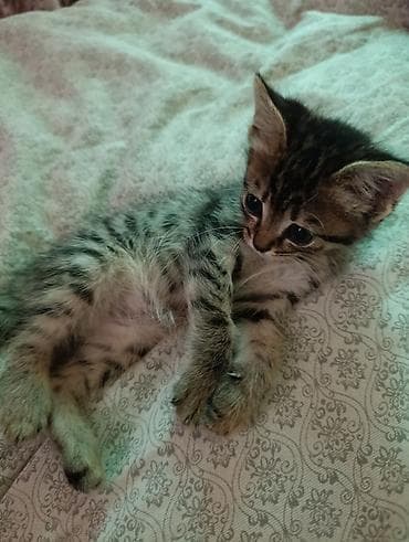 котята милые: Котята – домашние, от кошки с пушистой шерстью. На фото два малыша: - — 1