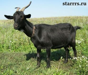 сколько стоят вислоухие кошки: Продаю | Коза (самка), Козёл (самец), Козлёнок | Полукровка, Зааненская, Нубийская — 1