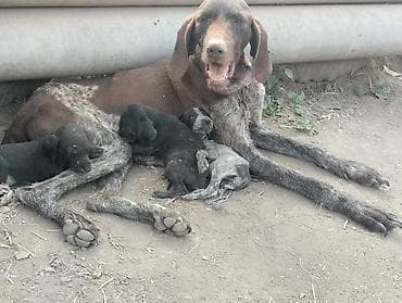 Продажа собак: Ургаачы кучуктору — 2