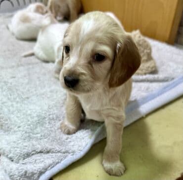 вязка алабай: Кокер-спаниель, 1 месяц, Самец — 8