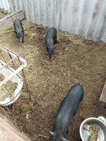мини пиг: Продаю | Поросенок | Вьетнамская вислобрюхая | Для разведения — 1