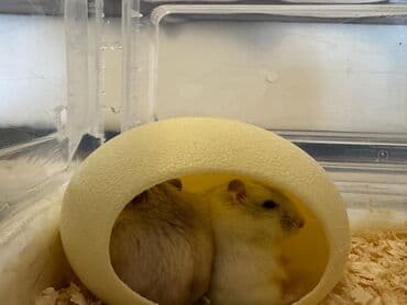 ёжик живой: Карликовые хомячки (джунгарики). На фото — миниатюрные декоративные — 7