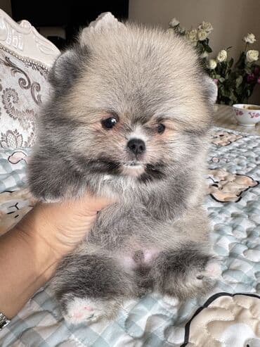 акустические системы rapoo колонка в виде собак: Шпиц, 1 месяц, Самец, С родословной — 1