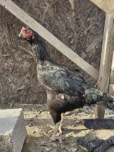 дакан корз: Продаю | Цыплята | Бойцовая, Дакан | Для разведения — 7